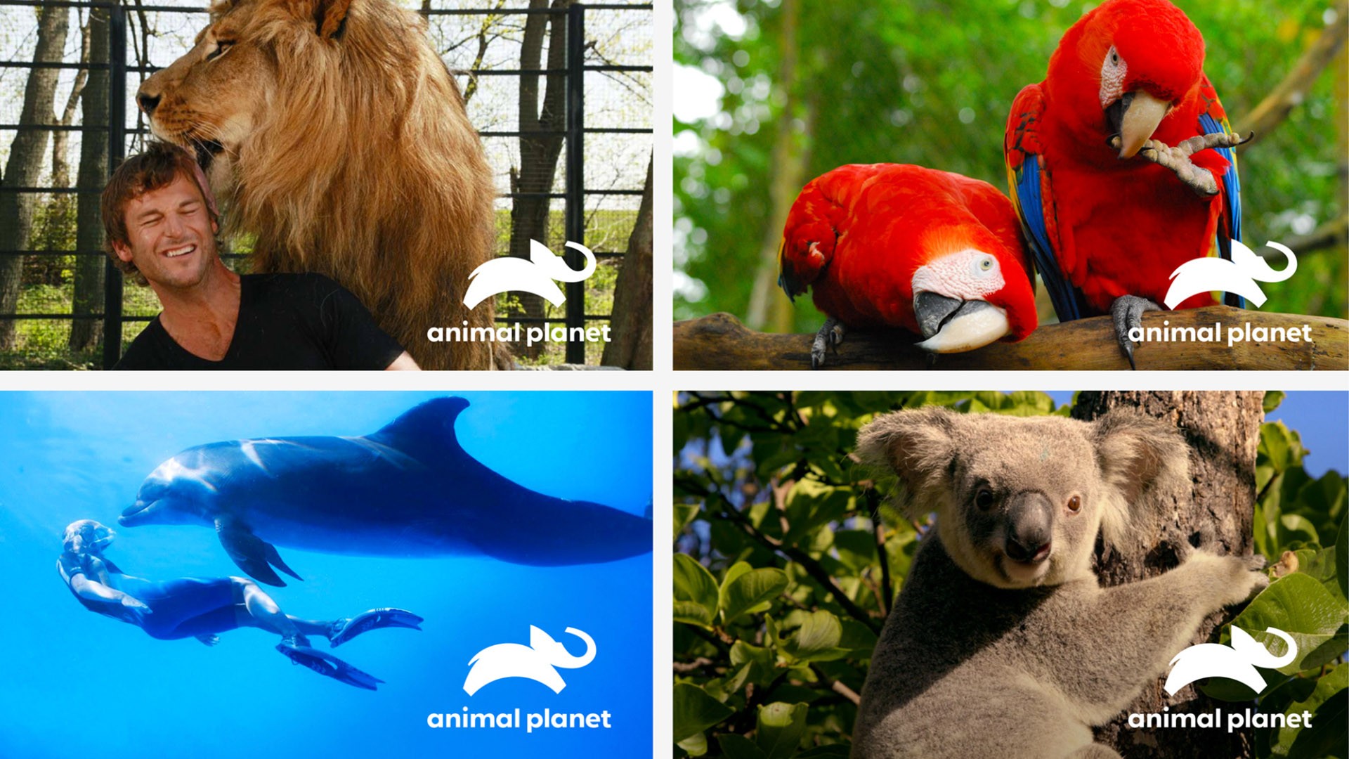 品牌形象煥新 品牌形象塑造 品牌logo設計 動物logo設計.jpg